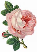 Image result for Vintage Pink Rose Transparent
