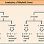 Image result for Homozygous and Heterozygous Examples