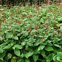 Image result for Persicaria amplexicaulis Betty Brandt