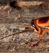 Image result for Wood Roaches vs Cockroaches