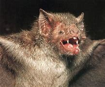 Image result for Vampire Bat Monster