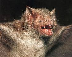 Image result for Scary Bats