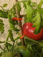 Image result for Plant Wall Clips
