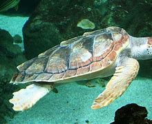 Image result for Caretta Cheloniidae