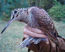 Image result for Scolopax bukidnonensis