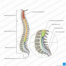 Image result for Spinal Cord End