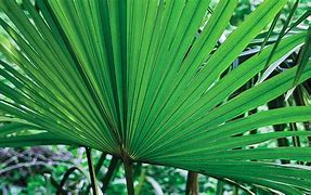 Image result for Cabbage Palm Tree Top Plan View
