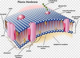 Image result for Nuclear Membrane