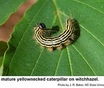 Image result for "yellownecked-caterpillar"