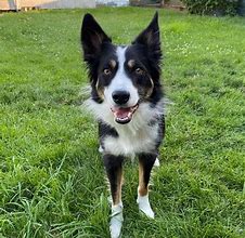Image result for Border Collie Colors