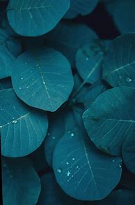 Image result for iPhone Background Wallpaper Teal