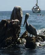 Image result for Pelican Rock Beach