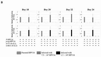 Image result for Human Papillomavirus and Oral Cancer