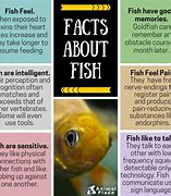 Image result for Interesting Fun Facts About Fish