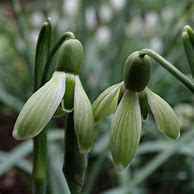 Image result for Galanthus Wifi Green Stuff