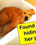 Image result for Rescue Pets Meme