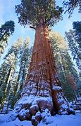 Image result for What Is the Biggest Tree in the World