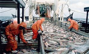 Image result for FISHERIES