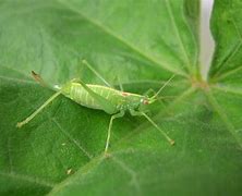 Image result for Bright Green Small Cricket