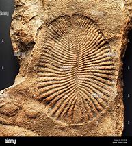 Image result for Fossil Stock Art