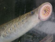 Image result for lamprear