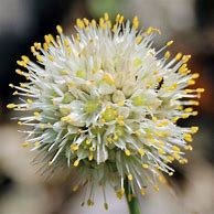 Allium saxatile に対する画像結果