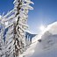 Image result for Ski Powder Alta