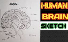 Image result for Drawing of Human Brain