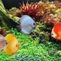 Image result for Beautiful Fish Wallpapers for Desktop
