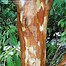 Image result for Stewartia monadelpha