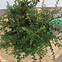 Image result for Cotoneaster horizontalis