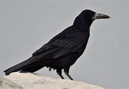 Image result for corvus