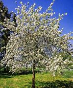 Bildresultat för Prunus avium Octavia
