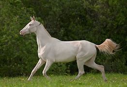 Image result for Most Valuable Horse Breeds