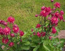 Image result for Aquilegia vulgaris Clementine Red