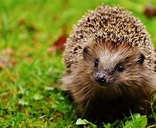 Image result for Are Hedgehogs and Porcupines Related