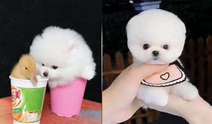Image result for Cutest Dog in the World Smallest