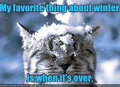 Image result for Animals Playing in Snow Meme