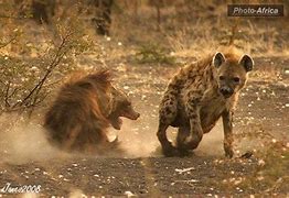 Image result for Spotted vs Striped Hyena