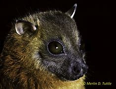 Image result for Pygmy Bat
