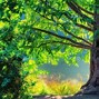 Image result for Gallery Forest