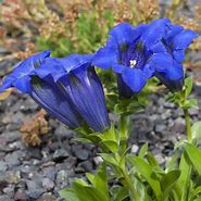 Image result for Gentiana acaulis Select