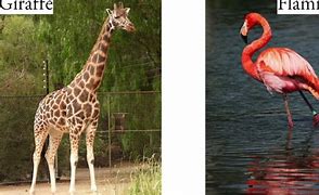 Image result for Giraffe Flamingo