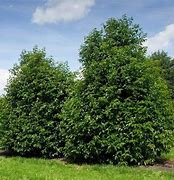 Image result for Prunus lusitanica