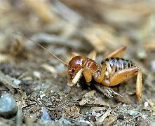 Image result for Jerusalem Cricket