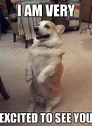 Image result for Excited Puppy Meme