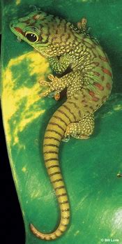 Image result for GEICO Lizard