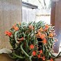 Image result for Blooming Cactus House plants