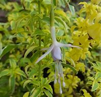 Image result for Fuchsia magellanica Alba