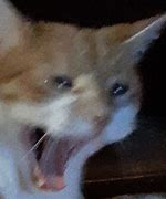 Image result for Yelling Crying Cat Meme